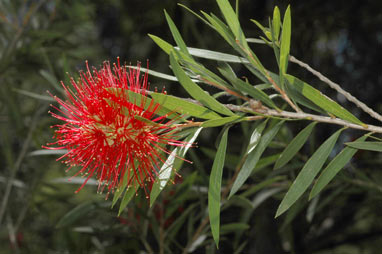 APII jpeg image of Callistemon viminalis 'Demesne Farm'  © contact APII