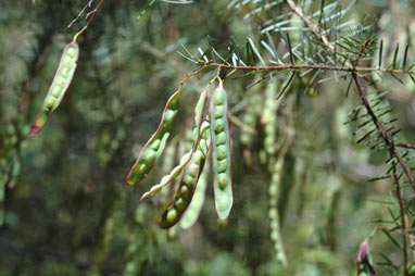 APII jpeg image of Acacia linifolia  © contact APII