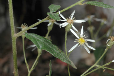 APII jpeg image of Olearia nernstii  © contact APII