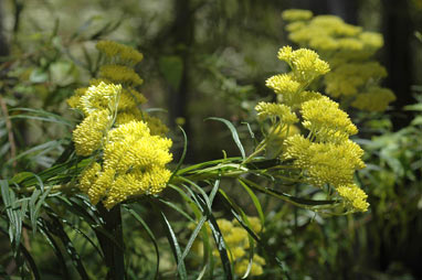 APII jpeg image of Cassinia aureonitens  © contact APII