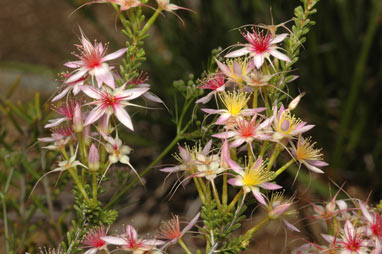 APII jpeg image of Calytrix longiflora  © contact APII