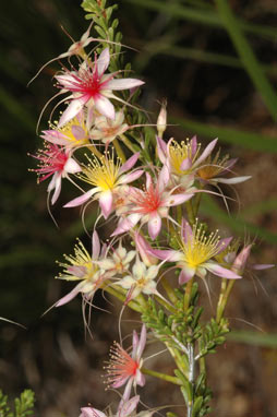 APII jpeg image of Calytrix longiflora  © contact APII