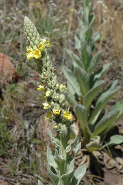 APII jpeg image of Verbascum thapsus subsp. thapsus  © contact APII