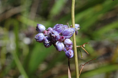 APII jpeg image of Dianella caerulea var. producta  © contact APII