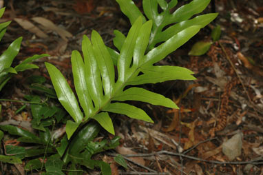 APII jpeg image of Zealandia pustulata subsp. howensis  © contact APII