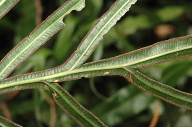 APII jpeg image of Pteris umbrosa  © contact APII