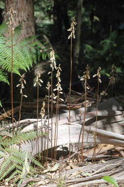 APII jpeg image of Gastrodia sesamoides  © contact APII