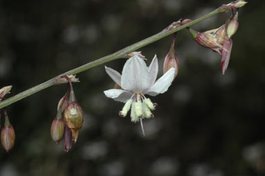 APII jpeg image of Arthropodium milleflorum  © contact APII