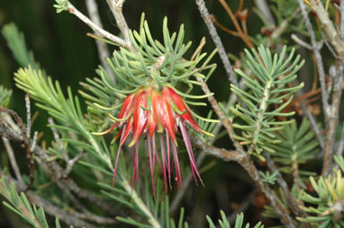 APII jpeg image of Darwinia masonii  © contact APII