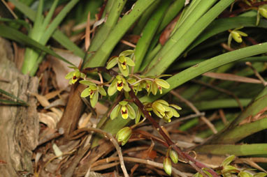 APII jpeg image of Cymbidium suave  © contact APII