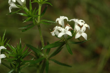 APII jpeg image of Asperula scoparia  © contact APII