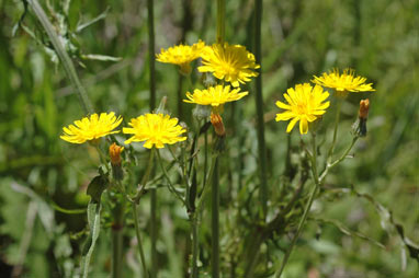 APII jpeg image of Crepis capillaris  © contact APII