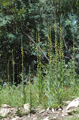 APII jpeg image of Verbascum virgatum  © contact APII