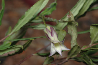 APII jpeg image of Billardiera scandens  © contact APII