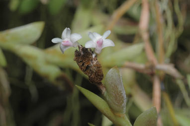 APII jpeg image of Dendrobium aloilifolium  © contact APII