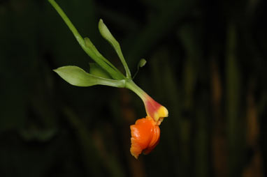 APII jpeg image of Epidendrum pseudoepidendrum  © contact APII