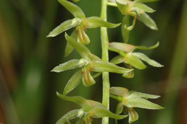 APII jpeg image of Dendrochilum bartonii  © contact APII