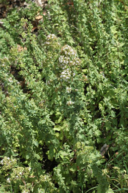 APII jpeg image of Origanum vulgare  © contact APII