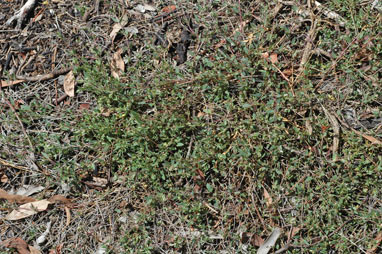 APII jpeg image of Einadia nutans subsp. nutans  © contact APII