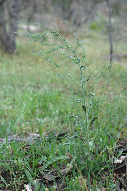 APII jpeg image of Cynoglossum australe  © contact APII