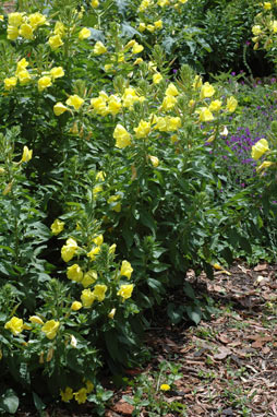 APII jpeg image of Oenothera glazioviana  © contact APII