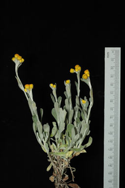 APII jpeg image of Chrysocephalum apiculatum 'Desert Flame'  © contact APII