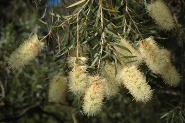 APII jpeg image of Callistemon sieberi  © contact APII