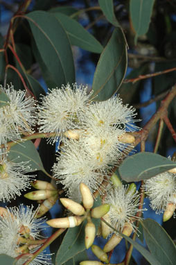 APII jpeg image of Eucalyptus prava  © contact APII