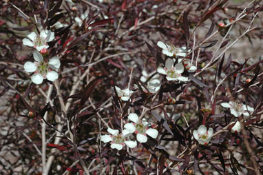 APII jpeg image of Leptospermum madidum  © contact APII