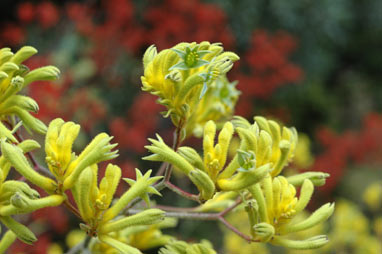 APII jpeg image of Anigozanthos 'Bush Dawn'  © contact APII