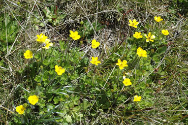 APII jpeg image of Ranunculus niphophilus  © contact APII