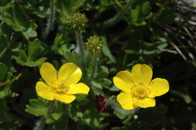 APII jpeg image of Ranunculus niphophilus  © contact APII