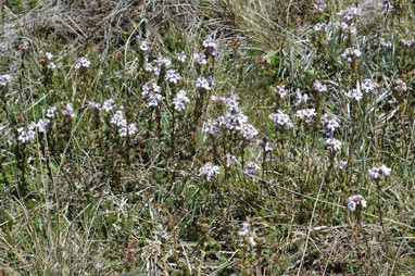 APII jpeg image of Euphrasia collina subsp. paludosa  © contact APII