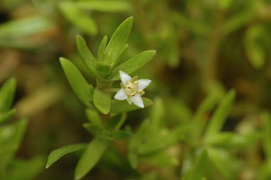 APII jpeg image of Crassula helmsii  © contact APII