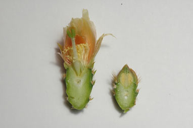 APII jpeg image of Opuntia schickendantzii  © contact APII