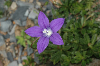 APII jpeg image of Wahlenbergia gloriosa  © contact APII