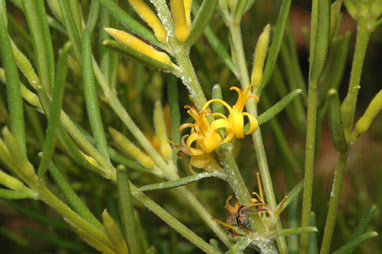 APII jpeg image of Persoonia curvifolia  © contact APII