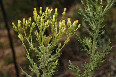 APII jpeg image of Senecio bathurstianus  © contact APII