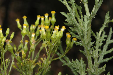 APII jpeg image of Senecio bathurstianus  © contact APII