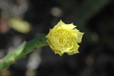 APII jpeg image of Opuntia schickendantzii  © contact APII