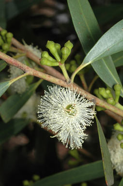 APII jpeg image of Eucalyptus stricta  © contact APII