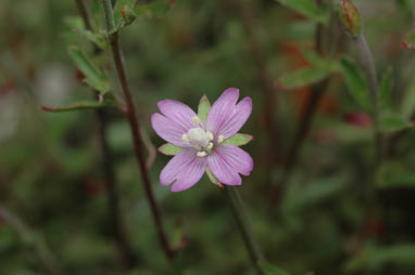 APII jpeg image of Epilobium sarmentaceum  © contact APII