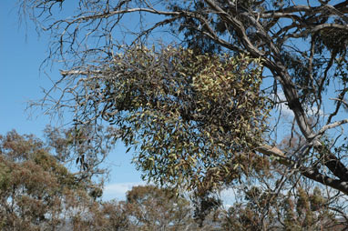 APII jpeg image of Muellerina eucalyptoides  © contact APII