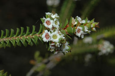 APII jpeg image of Baeckea imbricata  © contact APII