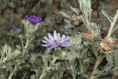 APII jpeg image of Olearia astroloba  © contact APII