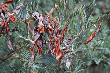 APII jpeg image of Acacia blayana  © contact APII