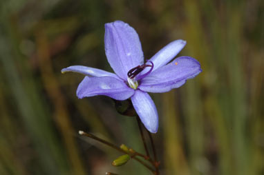 APII jpeg image of Agrostocrinum scabrum subsp. scabrum  © contact APII