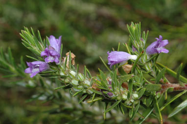 APII jpeg image of Eremophila densifolia subsp. pubiflora  © contact APII