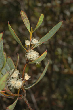 APII jpeg image of Eucalyptus discreta  © contact APII