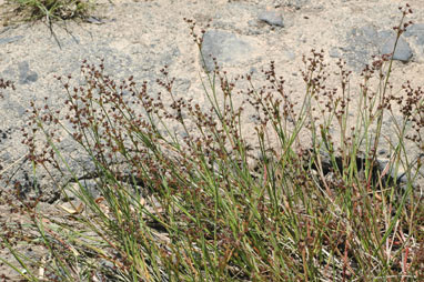 APII jpeg image of Juncus articulatus  © contact APII